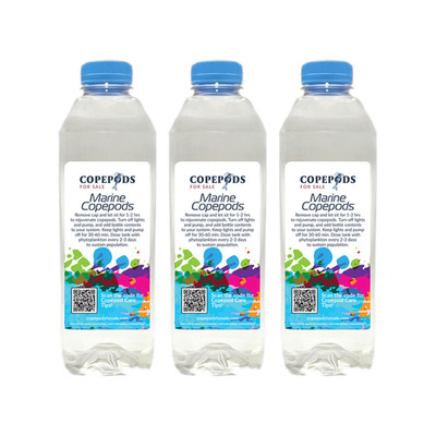 Live Copepods - Tisbe/Tigriopus/Apocyclops - Mandarin Goby & Seahorse Food