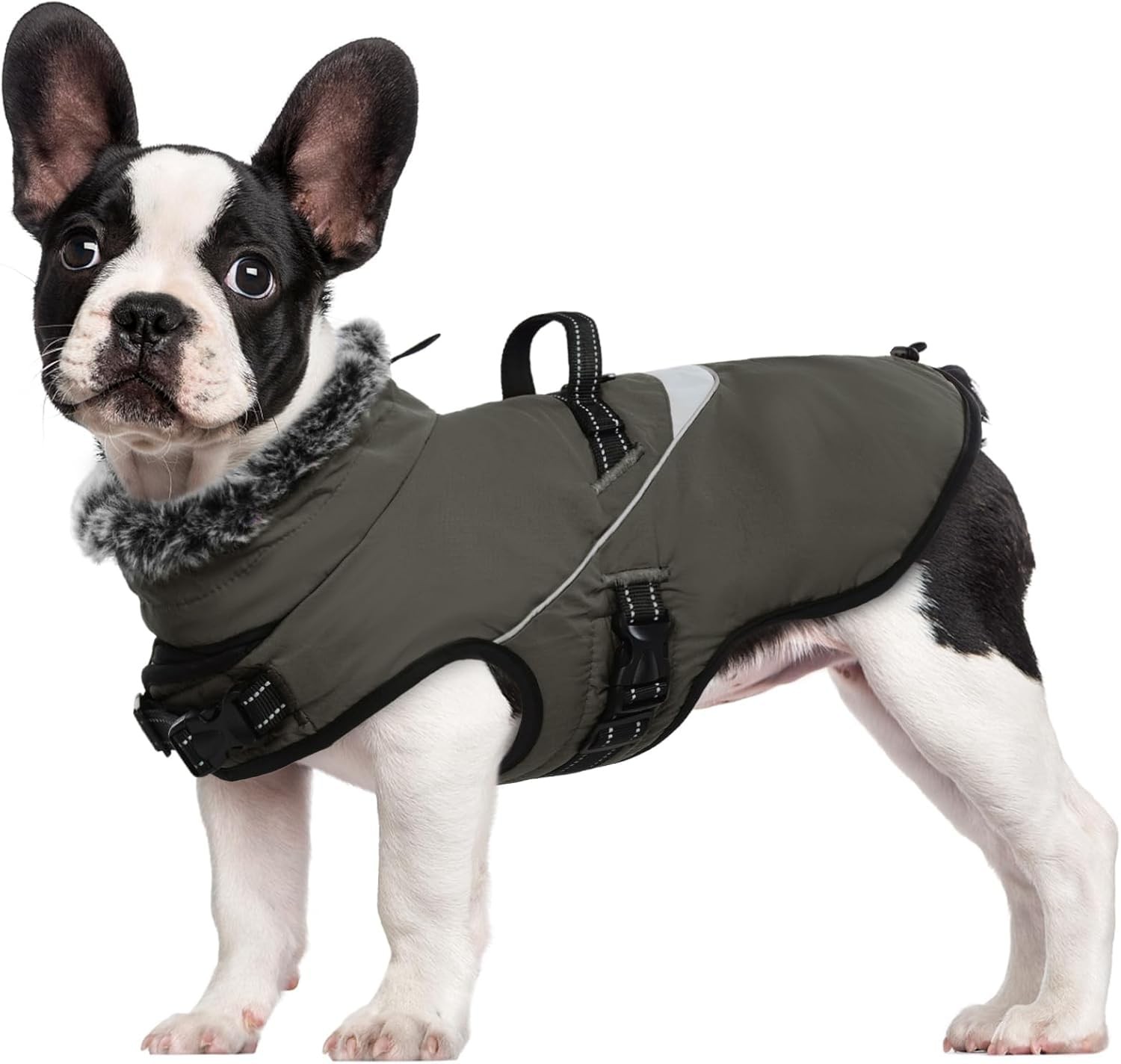Manteau d'hiver pour chien idéal pour les balades sous la pluie