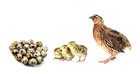 12 Jumbo brown Conturnix quails hatching eggs — photo 1