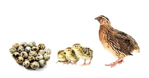12 Jumbo brown Conturnix quails hatching eggs