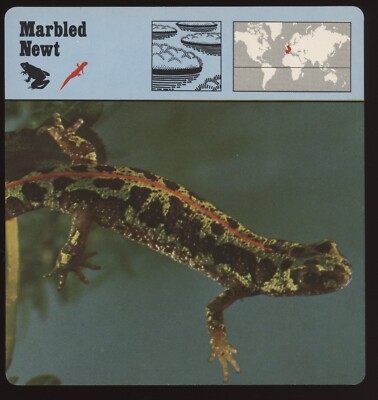 Marbled Newt Safari Cards Rencontre Amphibians
