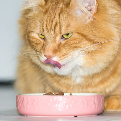 small cat dishes