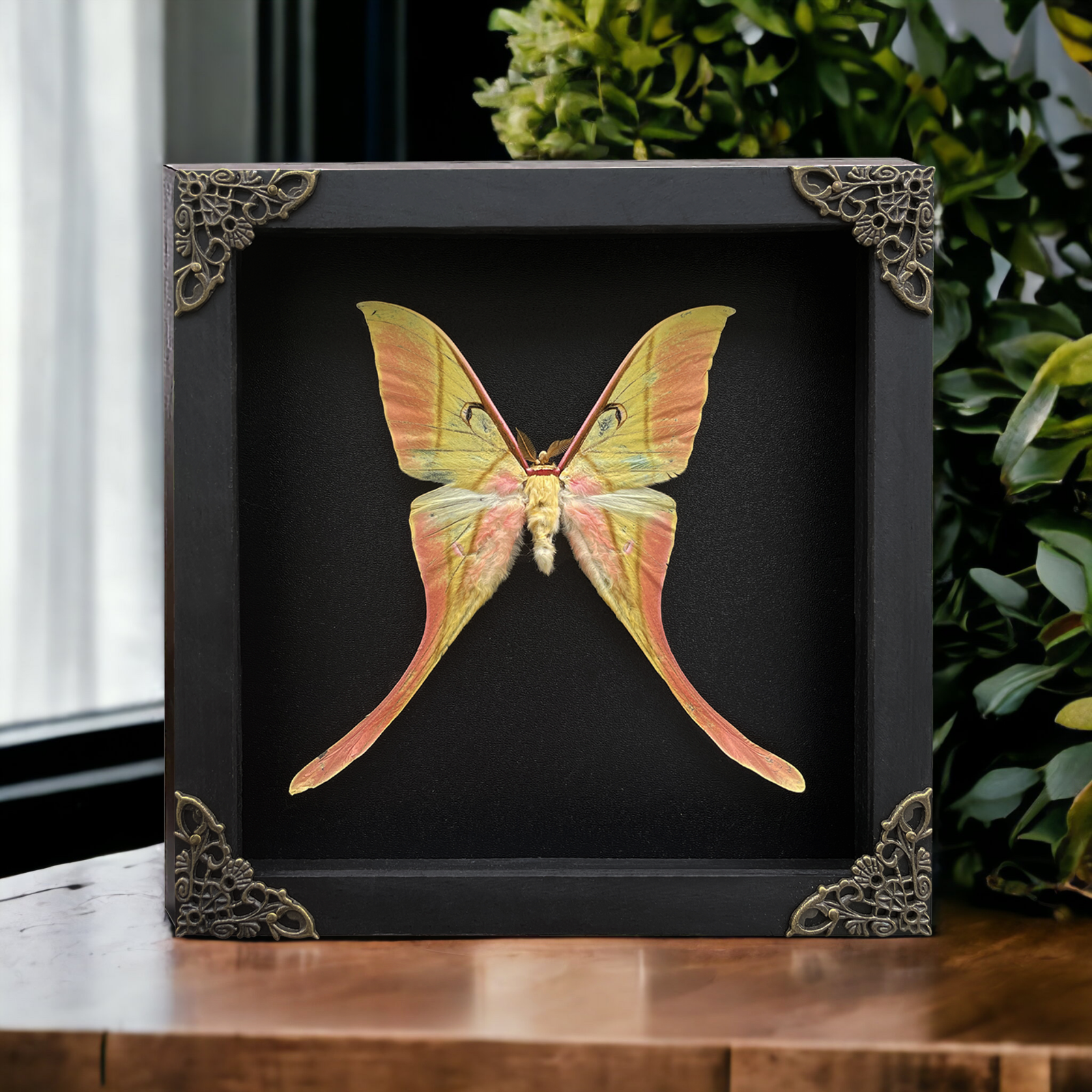 Pinned Luna Moth Frame Home Office Wall Decor Taxidermy Insect Entomology Gift