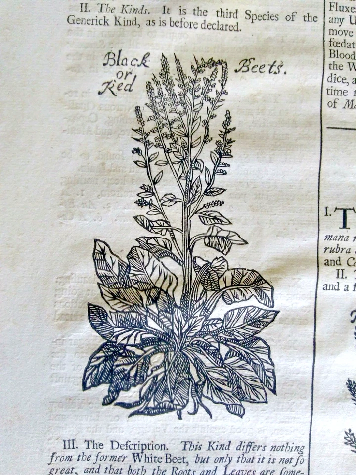 1710 English Herbal or History of Plants page with 3 original woodcuts of beets - Image 2 of 4