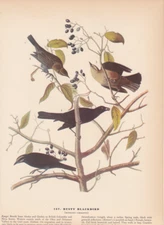 Audubon 1942 Vintage Birds #157 "Rusty Blackbird" Full Color Art Plate Litho