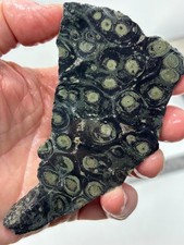Kambaba Jasper Stromatolite Slab Lapidary Cabbing Combo Ship Avail