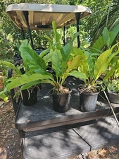 Large Anthurium hookeri Hookeri Birds Nest Anthurium Blooming Size