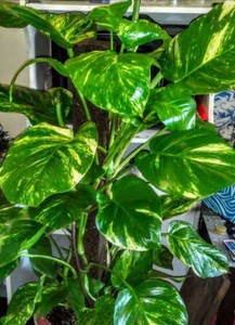 Seltene Grosse Pothos Luft Reinigen Sauberes Haus Pflanze Aquarium - das bild wird geladen seltene grosse pothos luft reinigen sauberes haus pflanze