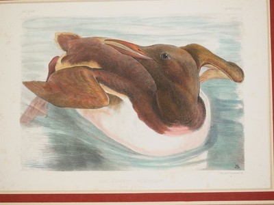 Maclure Macdonald Lithographie Peint Par Uria Aalge 1860 Environ Oiseaux Birds