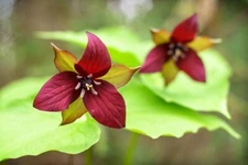 Red Trillium - Trillium Erectum Perennial Bare Root Live Garden Plant