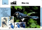 Dr Jim Stamps Maximum Card Blue Jay Blue Birds 5V Fdc