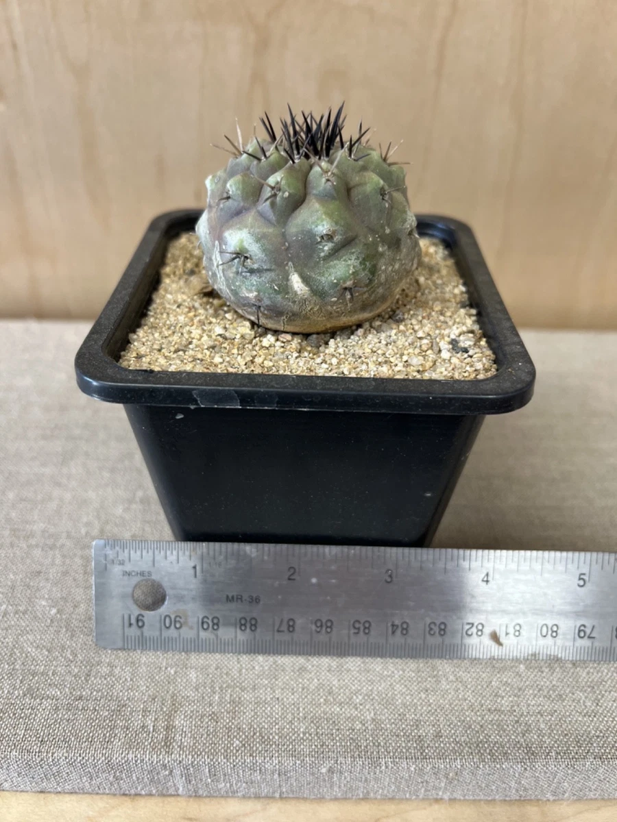 Cactus Copiapoa Cactis&Succulents for sale | eBay