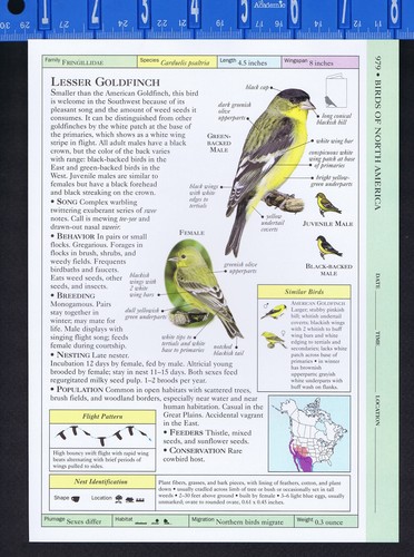 GOLDFINCH: Lesser & Lawrence's - Scientific Bird Reference Print - 第 1/2 張圖片