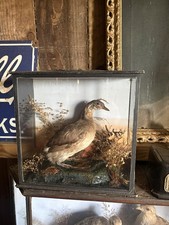 Taxidermy Little Grebe Antique Cased Bird Pre 1947 Non Endangered