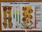 Teaching Board - Life of the Honey Bee - 85x60cm, Beekeeping, Beekeeper, Bee, Beekeeping