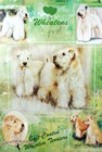 Soft Coated Wheaten Gift Wrapping Paper