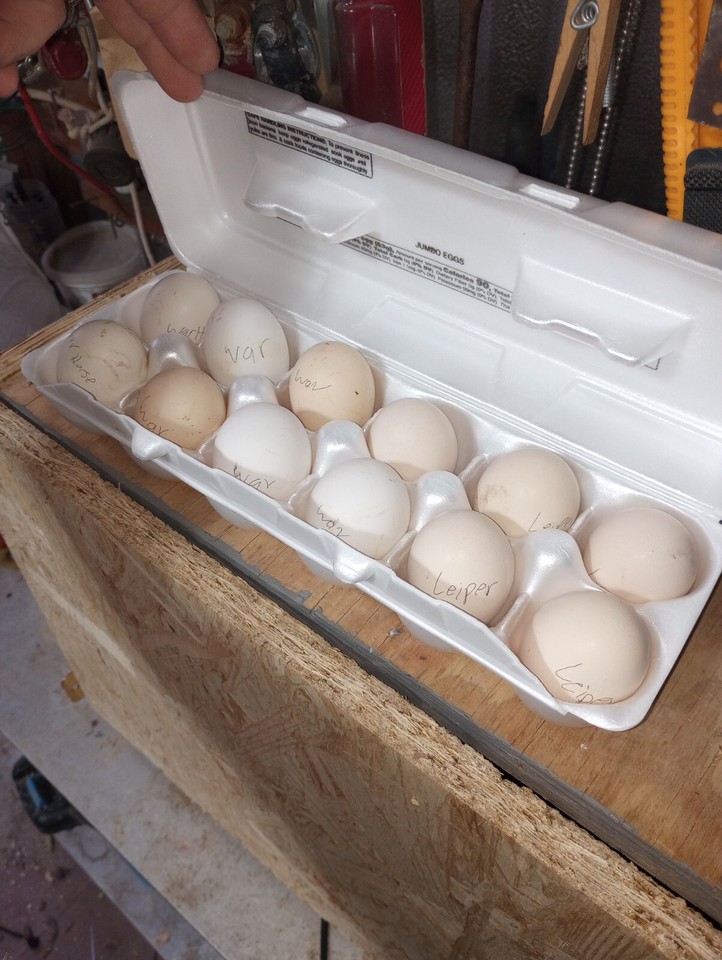 Gamefowl Hatching Eggs. Dozen eBay