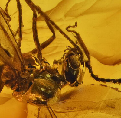 Winged Aculeata, Formicidae (Ant), Fossil insect inclusion in Baltic Amber