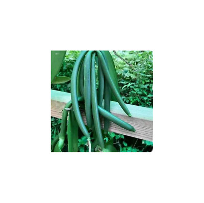 10 Bourbon vanilla beans 100% Organic Grade A Premium quality Vanilla Free Ship