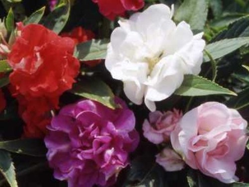 IMPATIENS TOM THUMB MIX FLOWER SEEDS FREE SHIPPING 25 FRESH SEEDS IMPATIENCE - Afbeelding 1 van 1