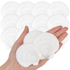 25 PCS Natural White Scallop Shells 23 Inch Real Seashells For DIY Painting