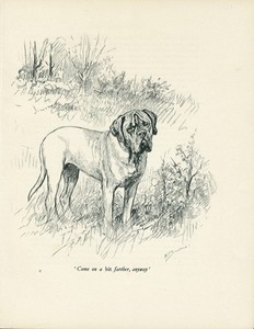 MASTIFF VINTAGE 1937 DOG ART PRINT by ARTIST K F BARKER