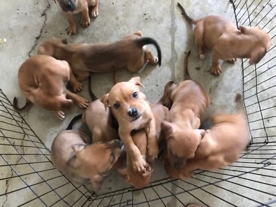 American Staffy X Cane Corso X English Mastiff Dogs