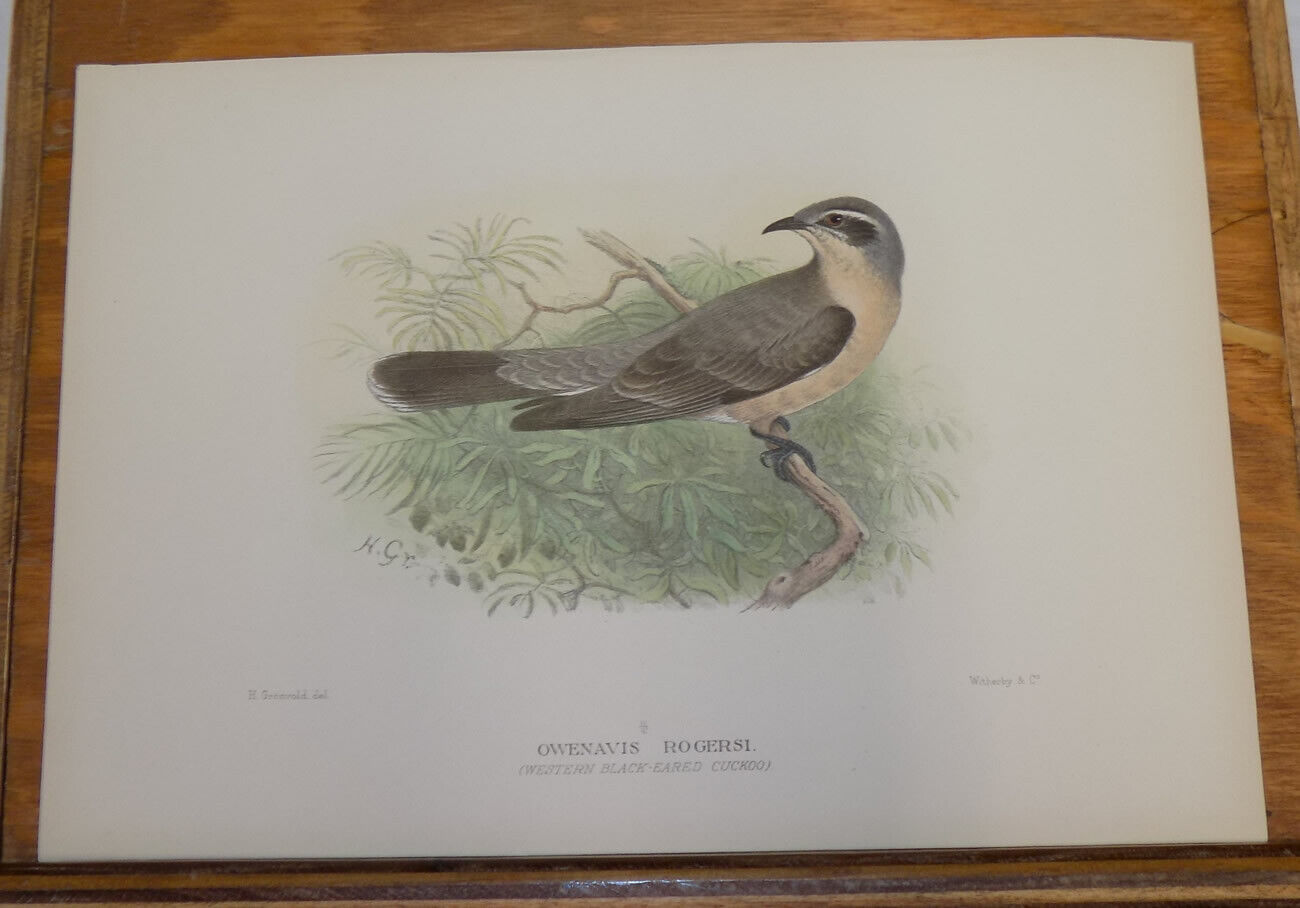 1910 BIRDS OF AUSTRALIA Print/WESTERN BLACK-EARED CUCKOO
