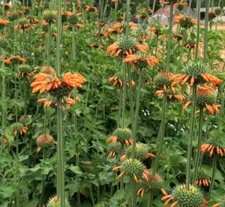 Lion’s Ear KLIP DAGGA / CORDAO Hummingbird Nectar Flowers Organic 50 Seeds