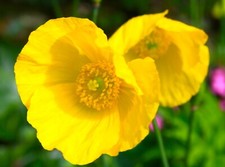 Mecanopsis cambria the yellow Welsh poppy. Packet of organic seeds 50+