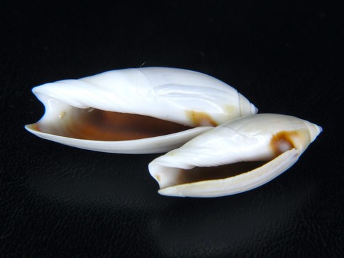 OLIVA "AGARONIA" TESTACEA: RARELY SEEN COSTA RICA FORM @ 38.58MM & 30.84MM(FREE)