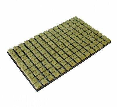rockwool watering seedlings cannibis rockwool watering seedlings cannibis