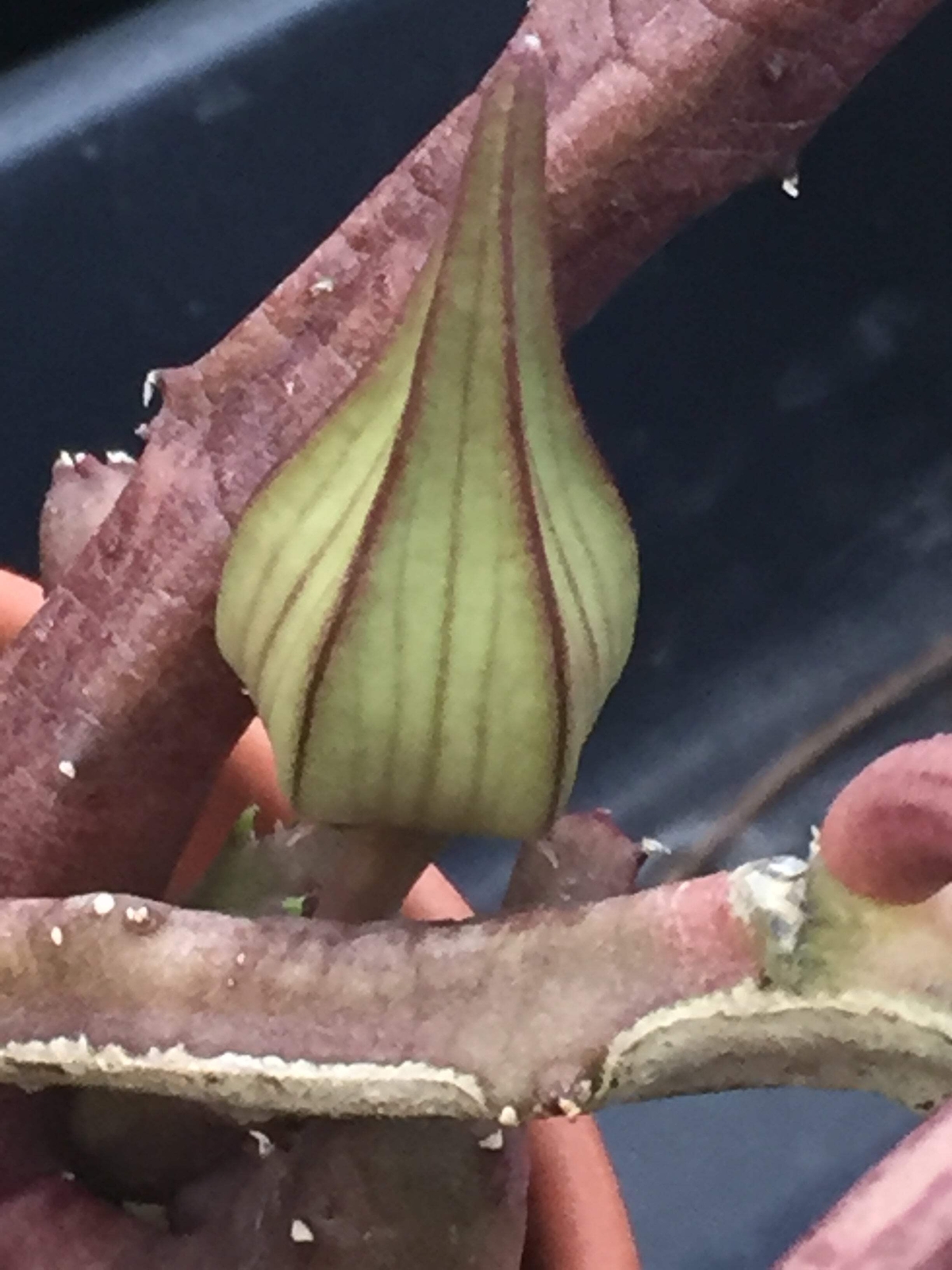 Stapelia Schinzii var. Angolensis 3.5 Inch Potted Plant WELL ROOTED