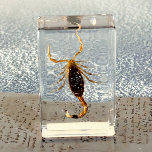 1pc Resin Real Insects Specimens Colorful Bugs Cricket Shrimp Beetles Ornaments - Foto 10 di 17