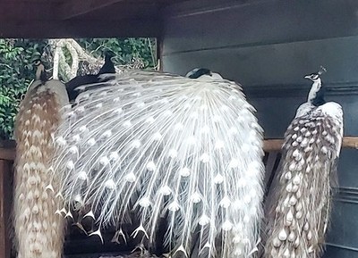 *5* Peacock Peafowl Hatching Eggs Amazing Mixed Group! *NPIP* *Laying Now!*