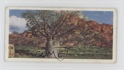 1959 Lyons Tea Australia Tea Baobab Tree #27 0f3j