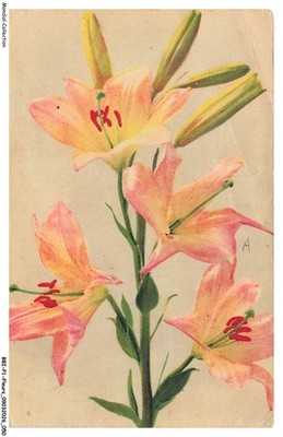 BBIP1-0026-BLUMEN - Rosa und orange Lilien