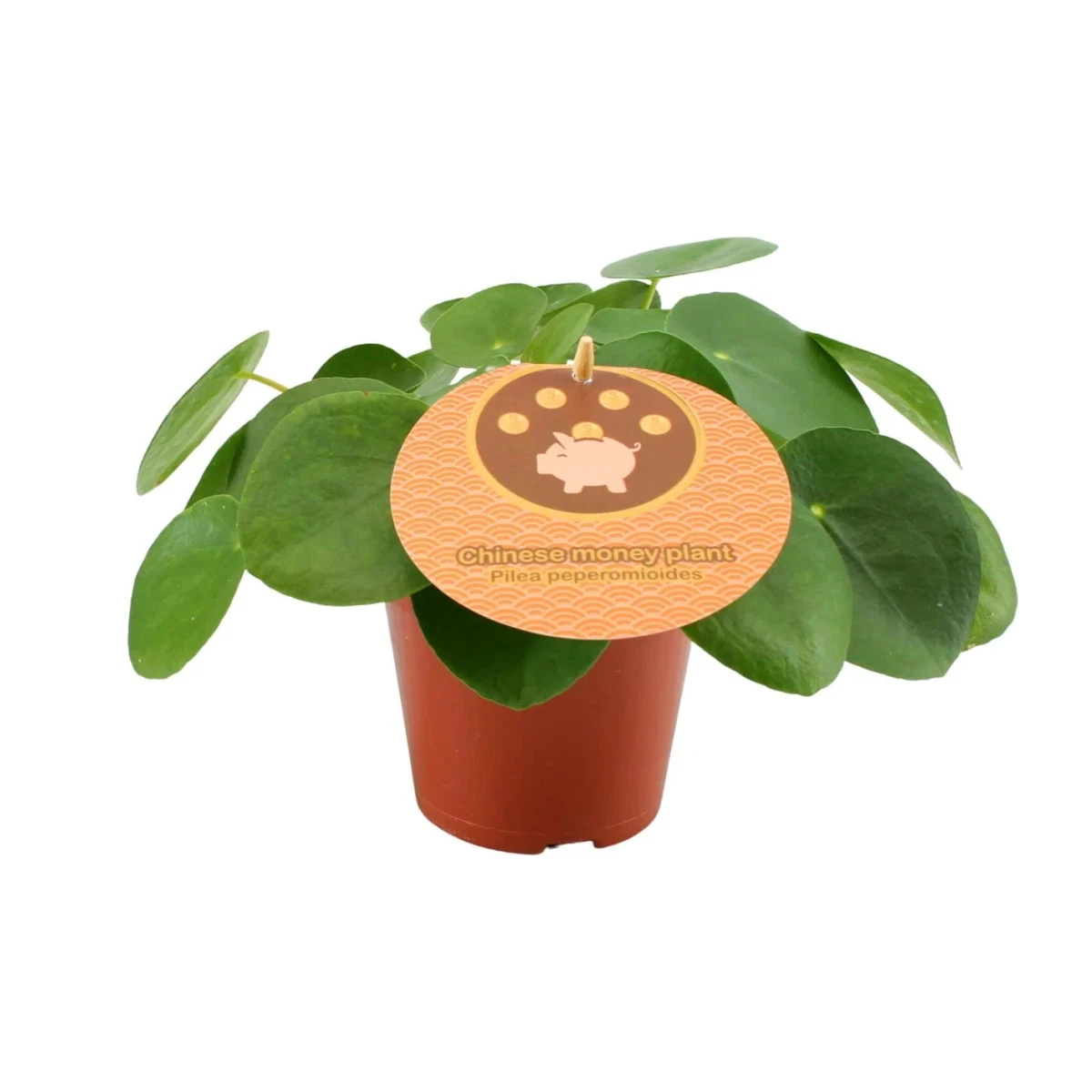 Pilea Peperomioides online kaufen | eBay.de