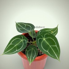 Anthurium Forgetii Original Ornamental Plant