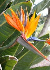 Orange Bird of Paradise Strelitzia Reginae ROOTED PLANT 10-12 Inches Tall