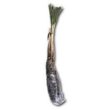 🌴 Medjool Date Palm Shoot maschile (spedizione gratuita) 100% biologico, California, USA🌴