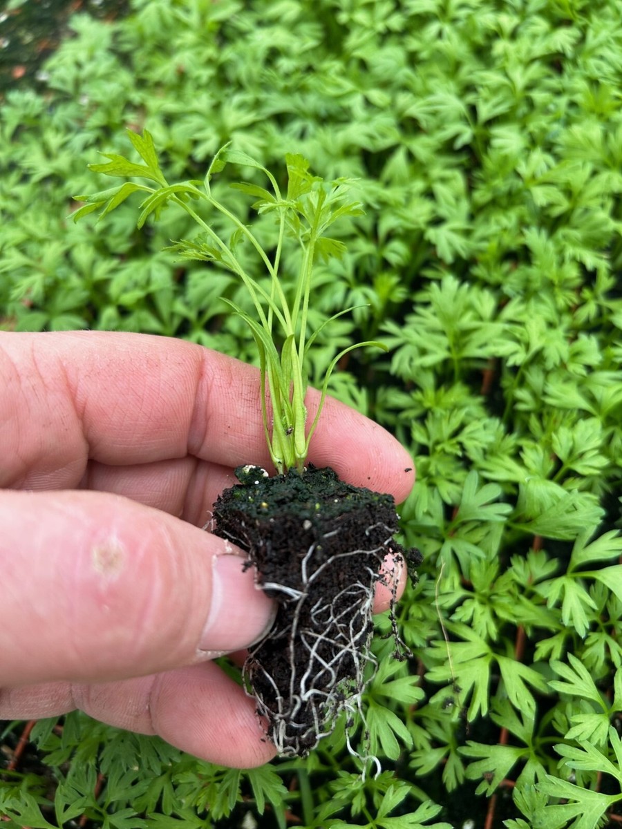 Round Carrot Plug Plants "Grow Your Own" Vegetables **LETTERBOX FRIENDLY**
