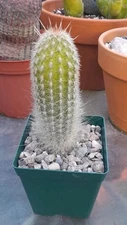 Thrixanthocereus Cullmanianus Cactus  4-5"H X 1.5-2"W Ships Bare Root Rare!