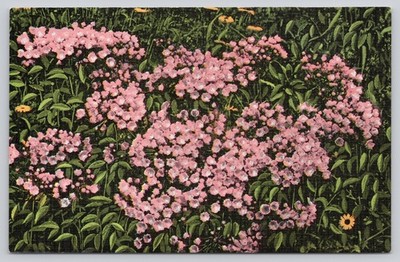 Vintage Linen Postcard Mountain Laurel Flowers Asheville NC ''Land of the Sky''