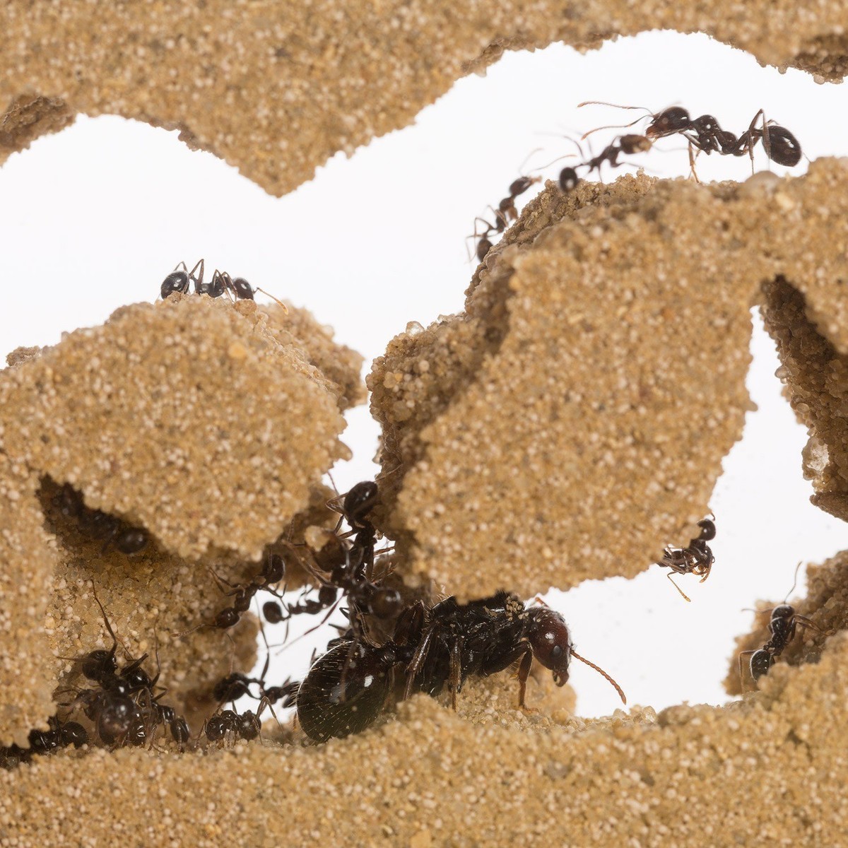 Fourmiliere Avec Fourmis Et Reine Mélange Sable/argile Pour Fourmilière