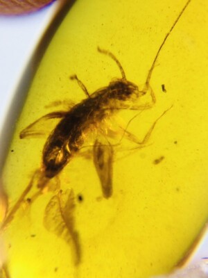 Cretaceous(0.3g cricket)Myanmar Amber insect fossil dinosaur age