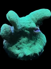 Live Coral Pavona Potato Chip 3/4"+