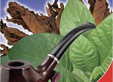 350 х TOBACCO SEEDS -  PREMIUM EXTRA CLASS -
