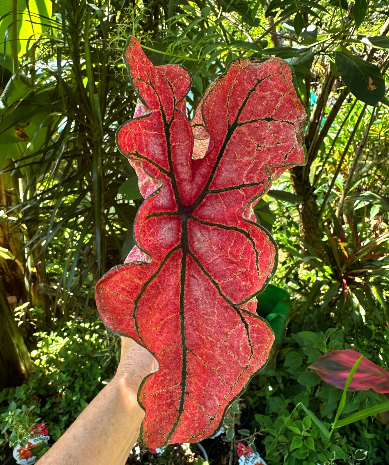 Caladium Tropical Indoor Outdoor Plant 83 Vibrant Colours Colly