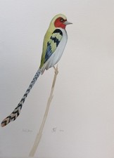 Rare Bird Art  Large Original Watercolour Painting by Dominic Murphy 